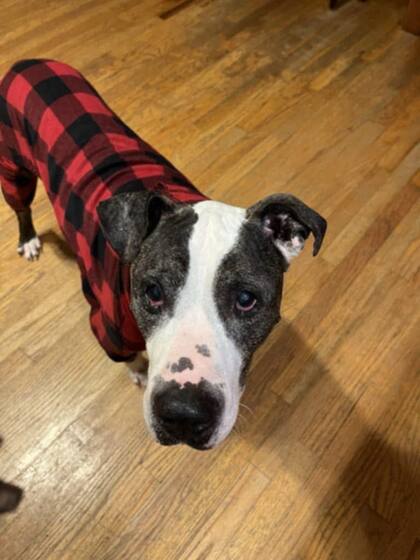 126 días después de haber sido rescatado, Max encontró una familia que lo ama tal como es.