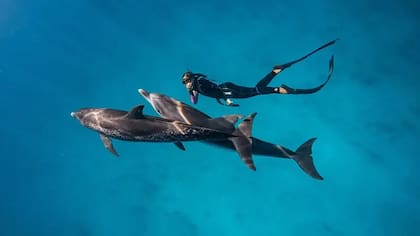 13 extraordinarias fotografías para inspirarte a cuidar el océano