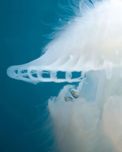 13 extraordinarias fotografías para inspirarte a cuidar el océano