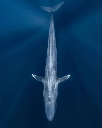 13 extraordinarias fotografías para inspirarte a cuidar el océano