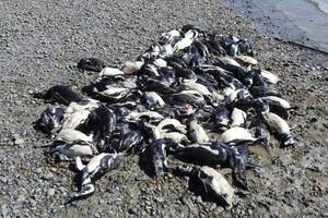 Denuncian que 139 pingüinos murieron atrapados por una red de pesca ilegal en Santa Cruz