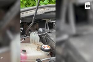 El vídeo de este joven intentando sacar a unas comadrejas escondidas en el motor de su coche se ha hecho viral