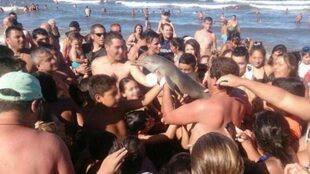14 de febrero de 2016. Un grupo de turistas sacó del mar un delfín en Santa Teresita