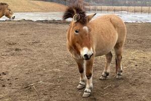 14/06/2024 Caballo de Przewalski POLITICA INVESTIGACIÓN Y TECNOLOGÍA MINNESOTA ZOO