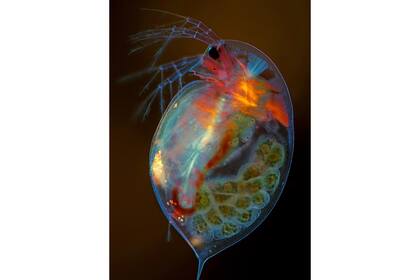 15. Un ejemplar de crustáceo Daphnia magna con sus crías (Marek Mis, Polonia)