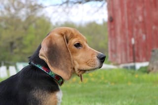 1500 beagles tendrán nuevas vidas tras ser retirados de centro de investigación