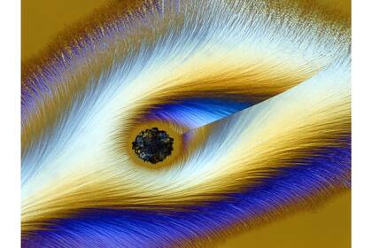 17. Vitamina C (Karl Deckart, Alemania)