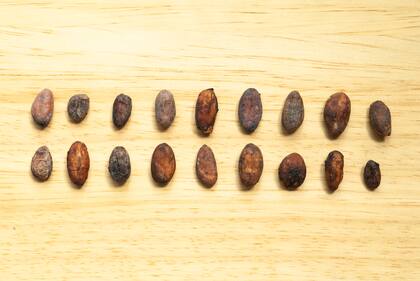 18 granos de cacao diferentes, solo algunos que los que usan en la fábrica para hacer el chocolate.