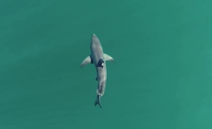 19/04/2024 Tiburón blanco juvenil.  Científicos marinos han demostrado por primera vez que los grandes tiburones blancos juveniles seleccionan aguas cálidas y poco profundas para agruparse a un kilómetro de la costa.  POLITICA INVESTIGACIÓN Y TECNOLOGÍA FRONTIERS