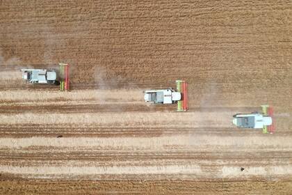 Los resultados de la cosecha son positivos