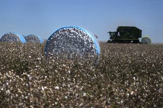 Algodón: la demanda mundial exige prácticas sustentables