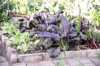 2020 será recordado como el año de la pandemia y, para muchos, también como el año de la huerta en casa.