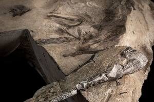 La mayor especie de pterosaurio jurásico, excavada en Escocia