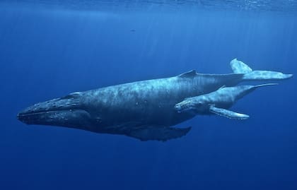 22/08/2024 Ballena jorobada POLITICA INVESTIGACIÓN Y TECNOLOGÍA UNIVERSIDAD DE HAWAI