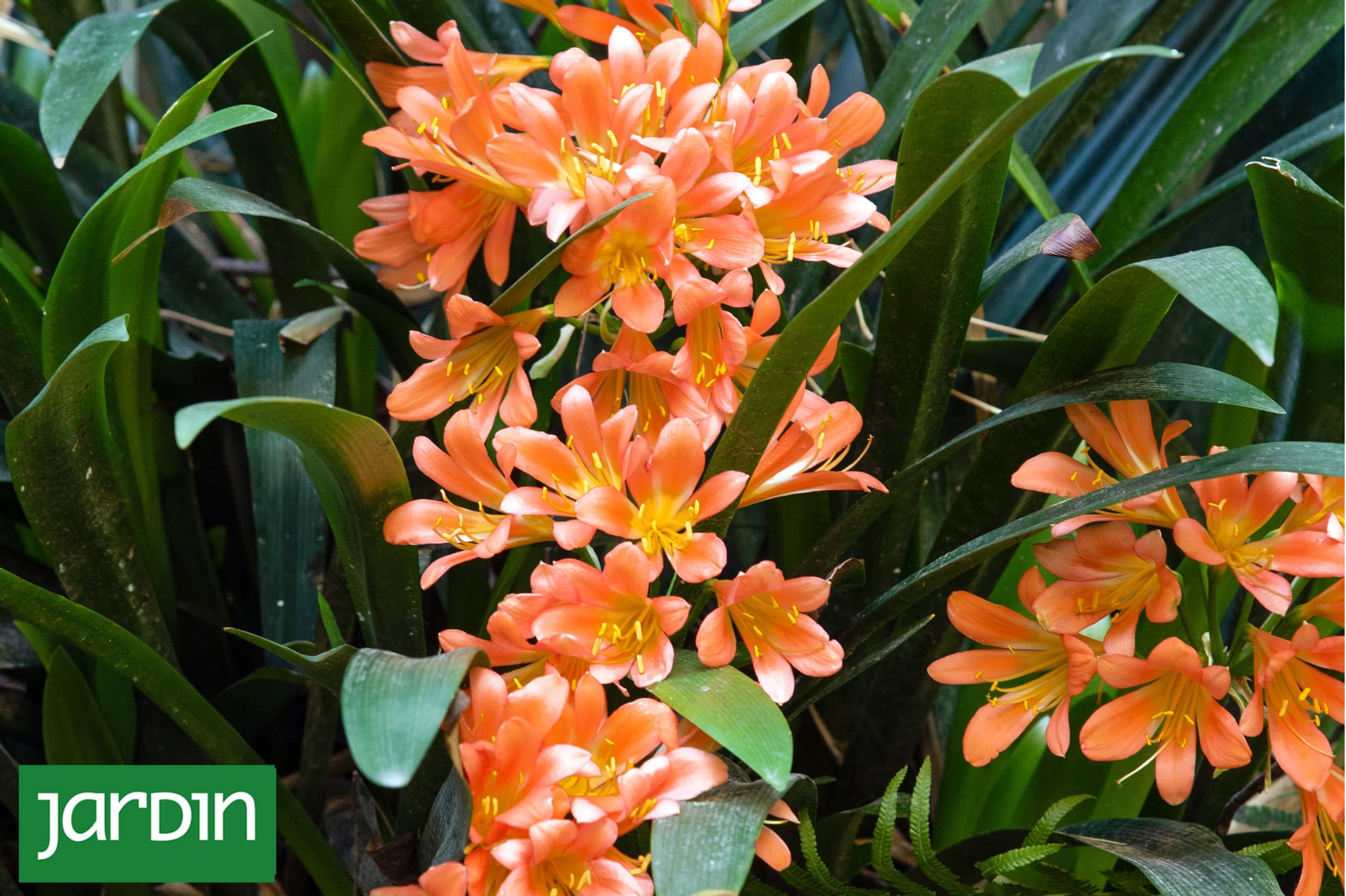 ¿No entra sol? No importa: cómo llenar de flores tu patio oscuro sin renunciar al color