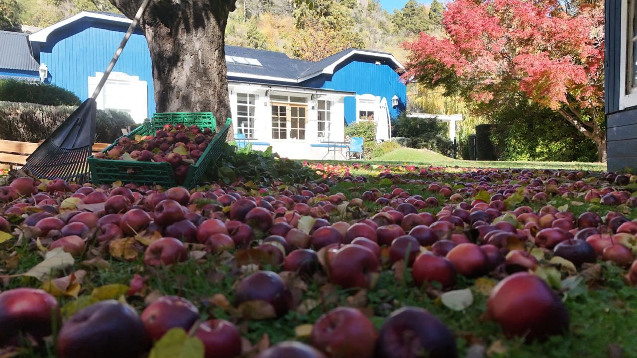 En la casa hay cuatro árboles de manzanas que se cosechan cada otoño.