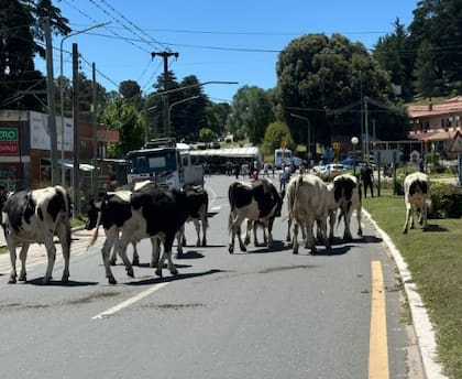 23 vacas quedaron sueltas tras el vuelco de un camión en la ruta