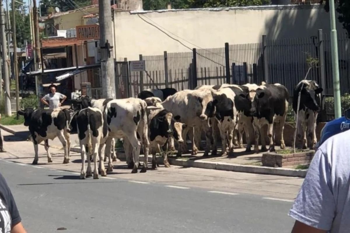 Vuelco y caos de tránsito en Córdoba: 23 vacas quedaron libres en la ruta después de un choque múltiple