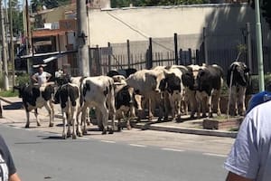 23 vacas quedaron libres en la ruta después de un choque múltiple en Córdoba