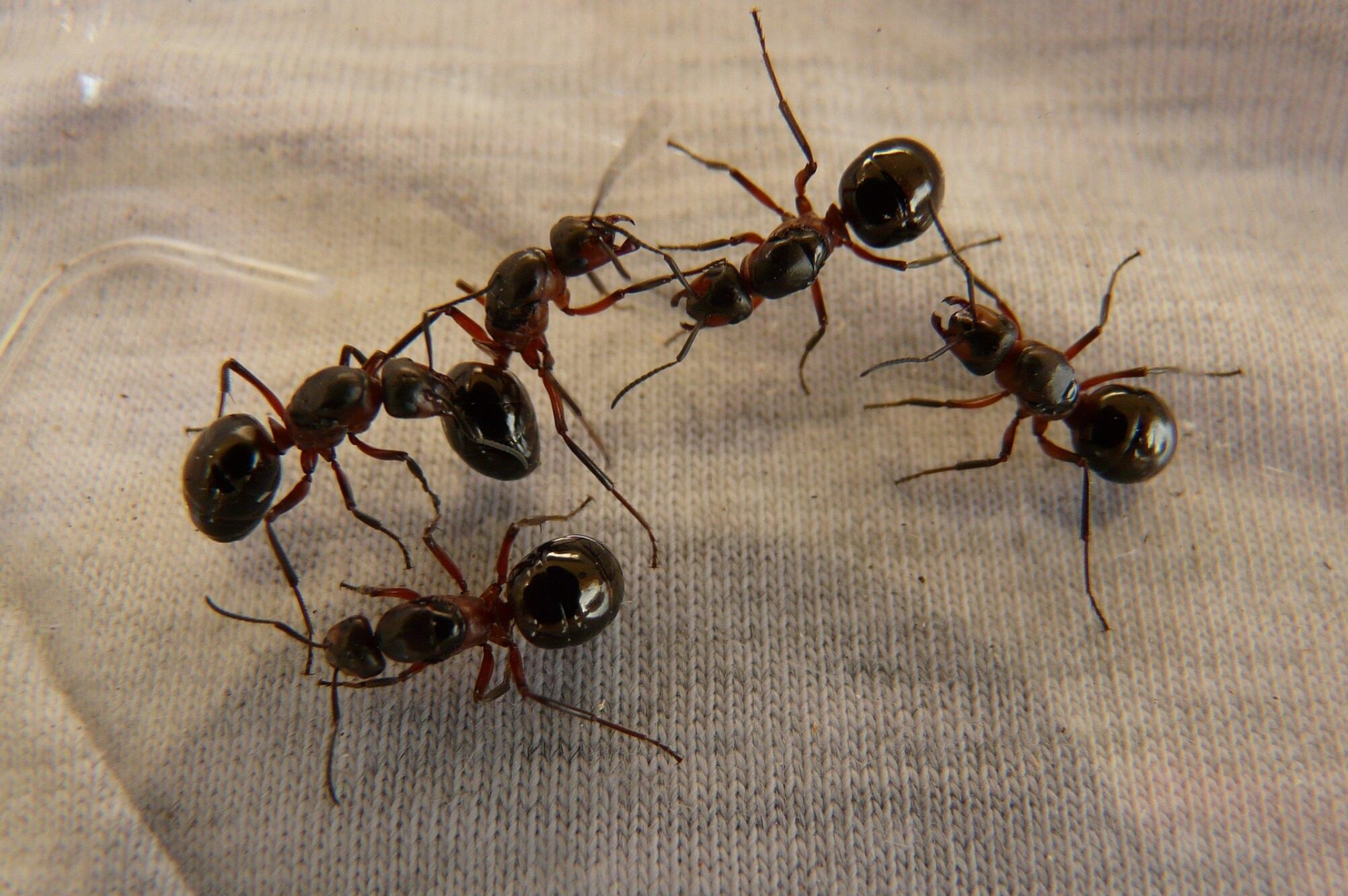 Las hormigas detectadas pueden haber sido parte de una red de trata de insectos
