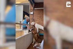 Cada mañana, este hombre de 84 años da de comer a los perros de su vecina en un conmovedor gesto que se ha hecho viral