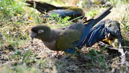 250 loros aparecieron muertos en Neuquén.
