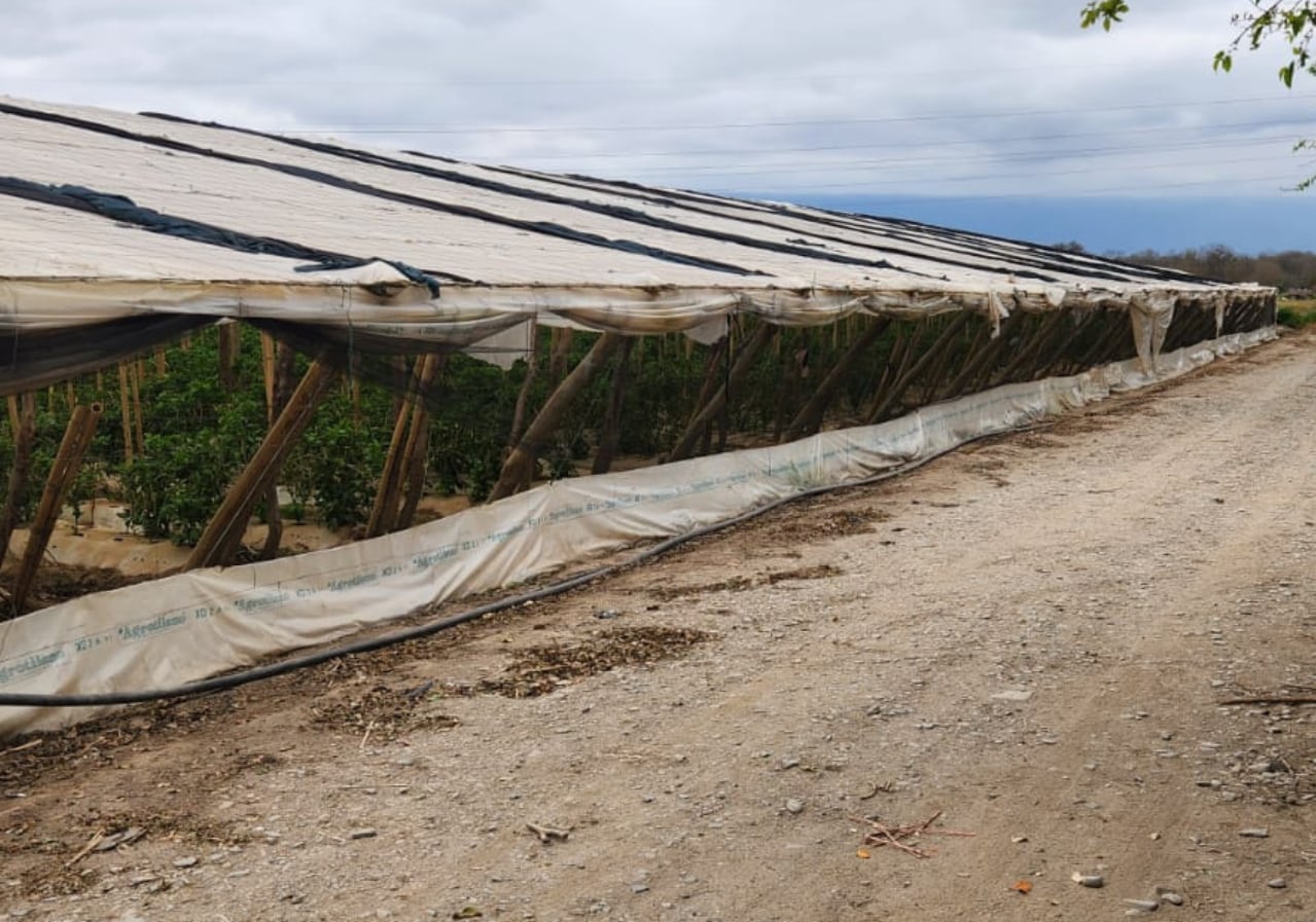 Hace tambo, caña de azúcar, soja, maíz, pimiento y montó una carnicería de cortes Holando con otros productores