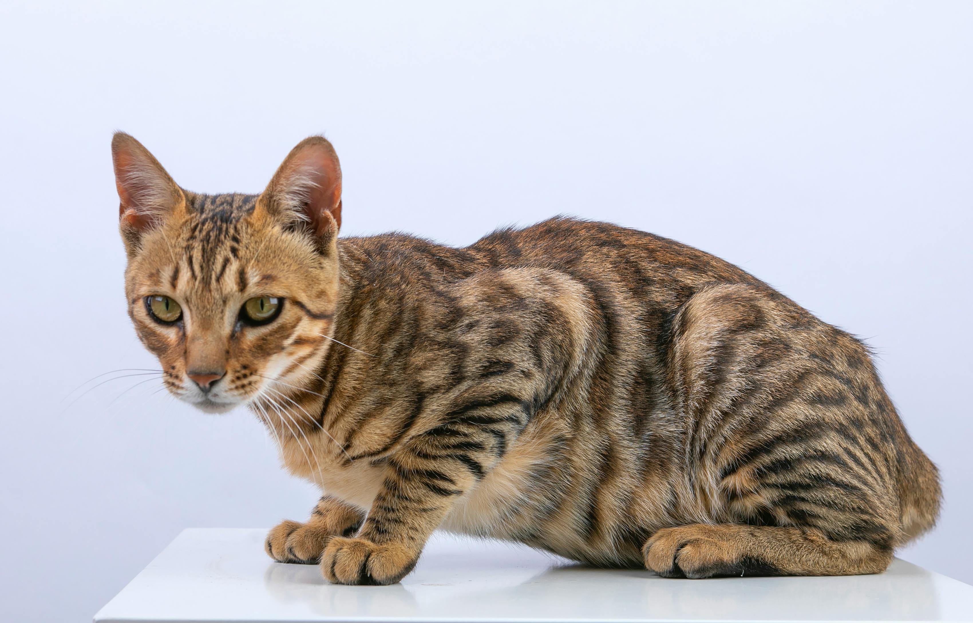 Los gatos bengalíes, al ser una cruza con gatos monteses, preservan muchas conductas salvajes