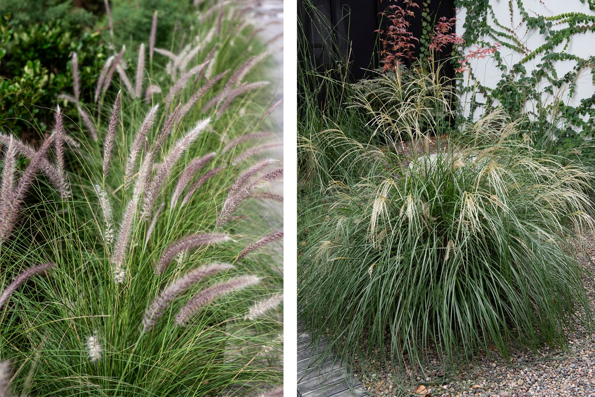 Pennisetum alopecuroides 'Moudry'- y Miscanthus sinensis ‘Adagio’