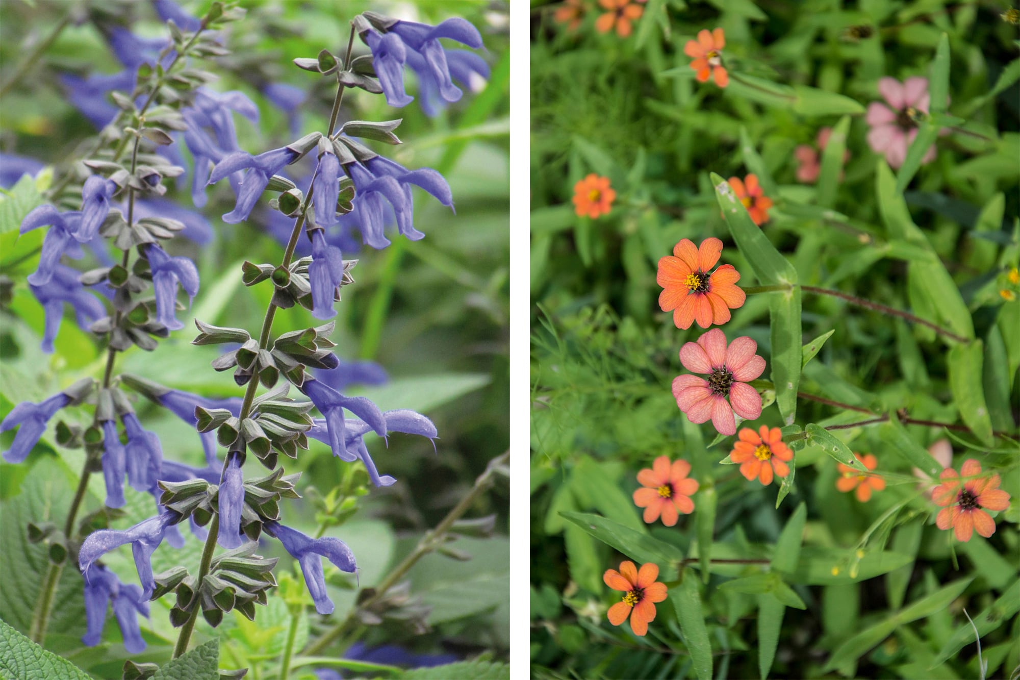 Salvia guaranitica y Zinnia peruviana ofrecen abundante néctar y funcionan como estaciones de alimentación para las mariposas