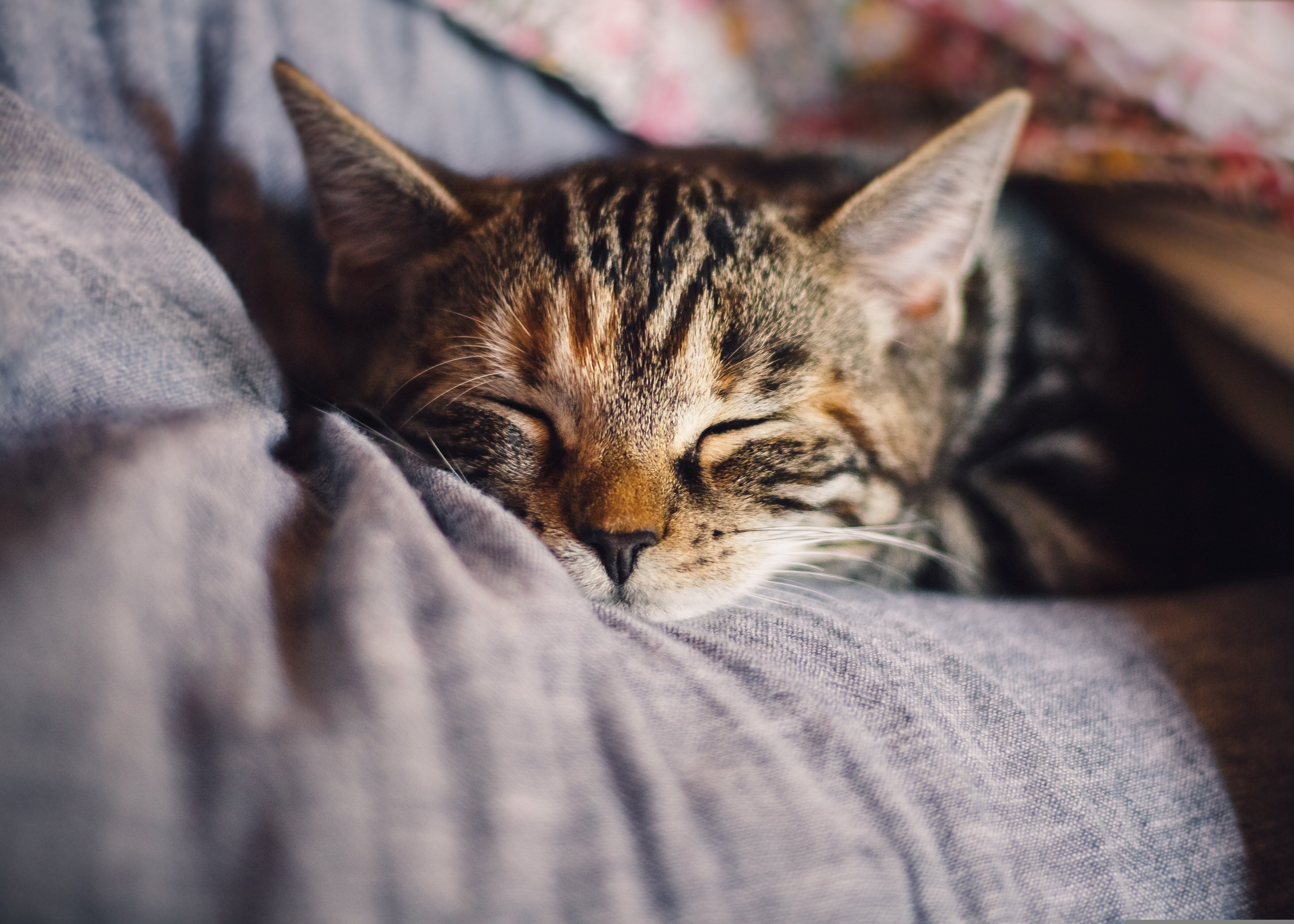 A pesar de la creencia popular, la mayoría de los gatos son intolerante a la lactosa