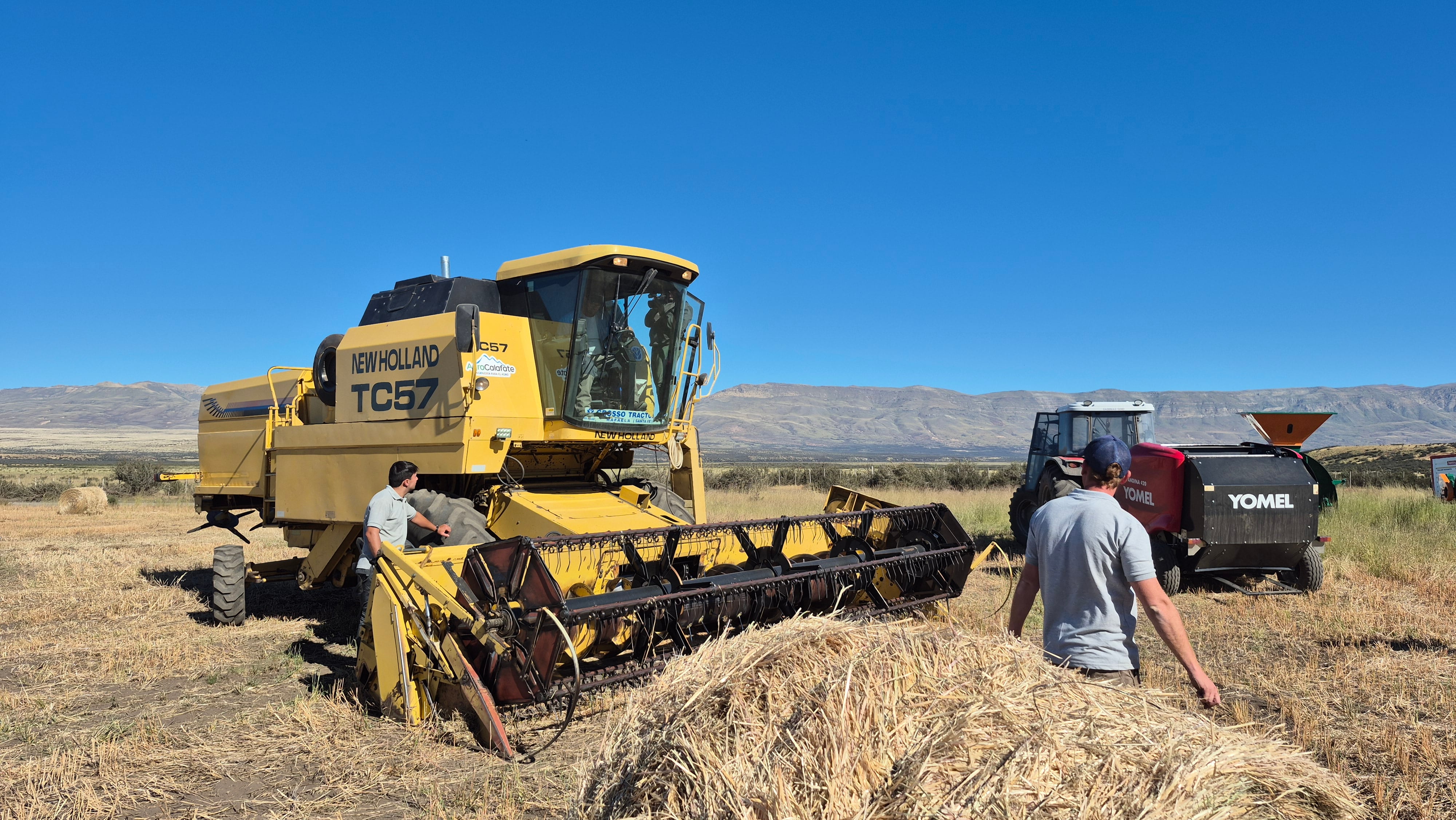 A 40 km del glaciar Perito Moreno: comenzó la cosecha del trigo más austral del mundo con un rinde muy prometedor
