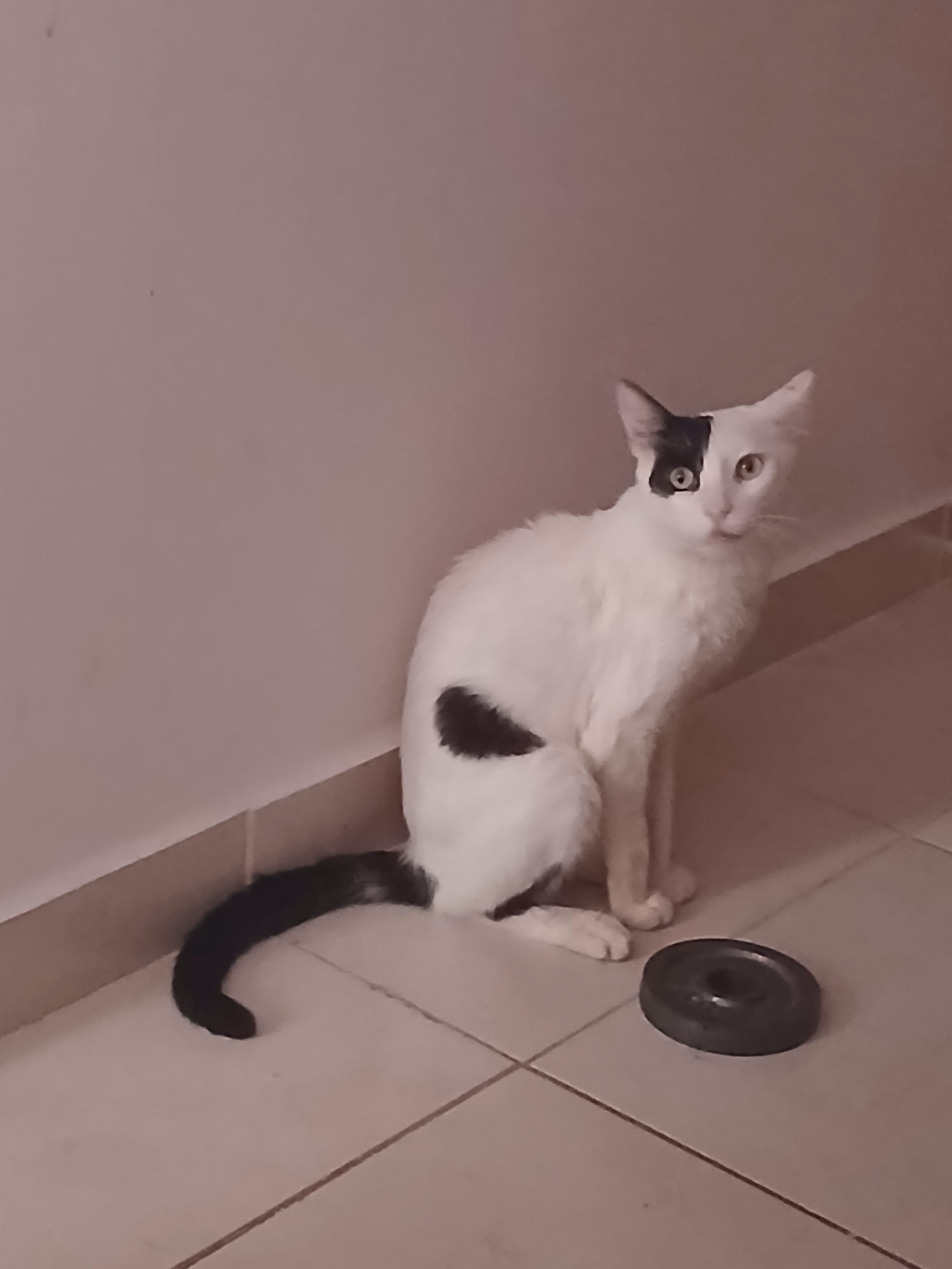 Con suerte, el gato lograba terminar medio plato de comida. Las lesiones en su boca le impedían masticar y tragar el alimento.