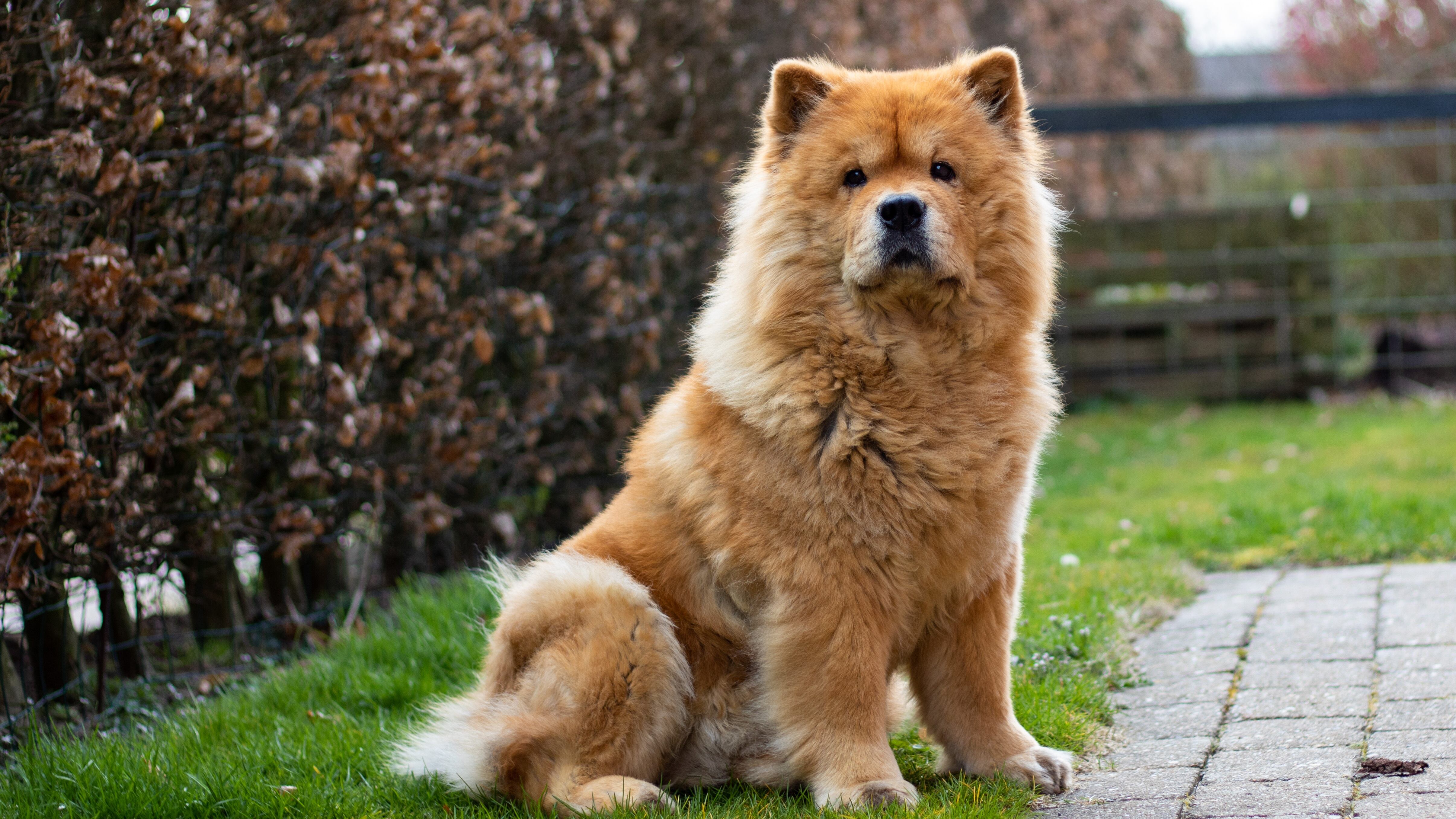 El Chow Chow no es una raza que busque complacer a su dueño de inmediato