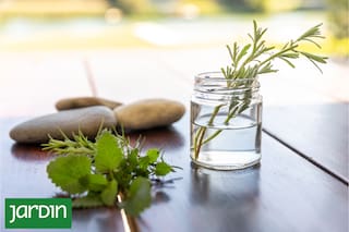 El secreto del agua oxigenada para que tus plantas crezcan más rápido