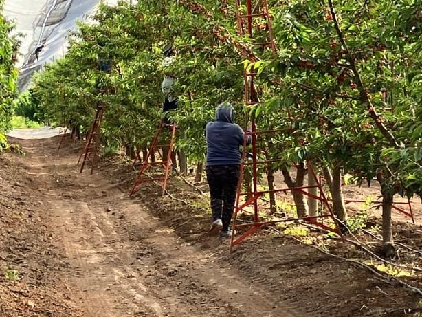 Se abrió una oportunidad con la cereza