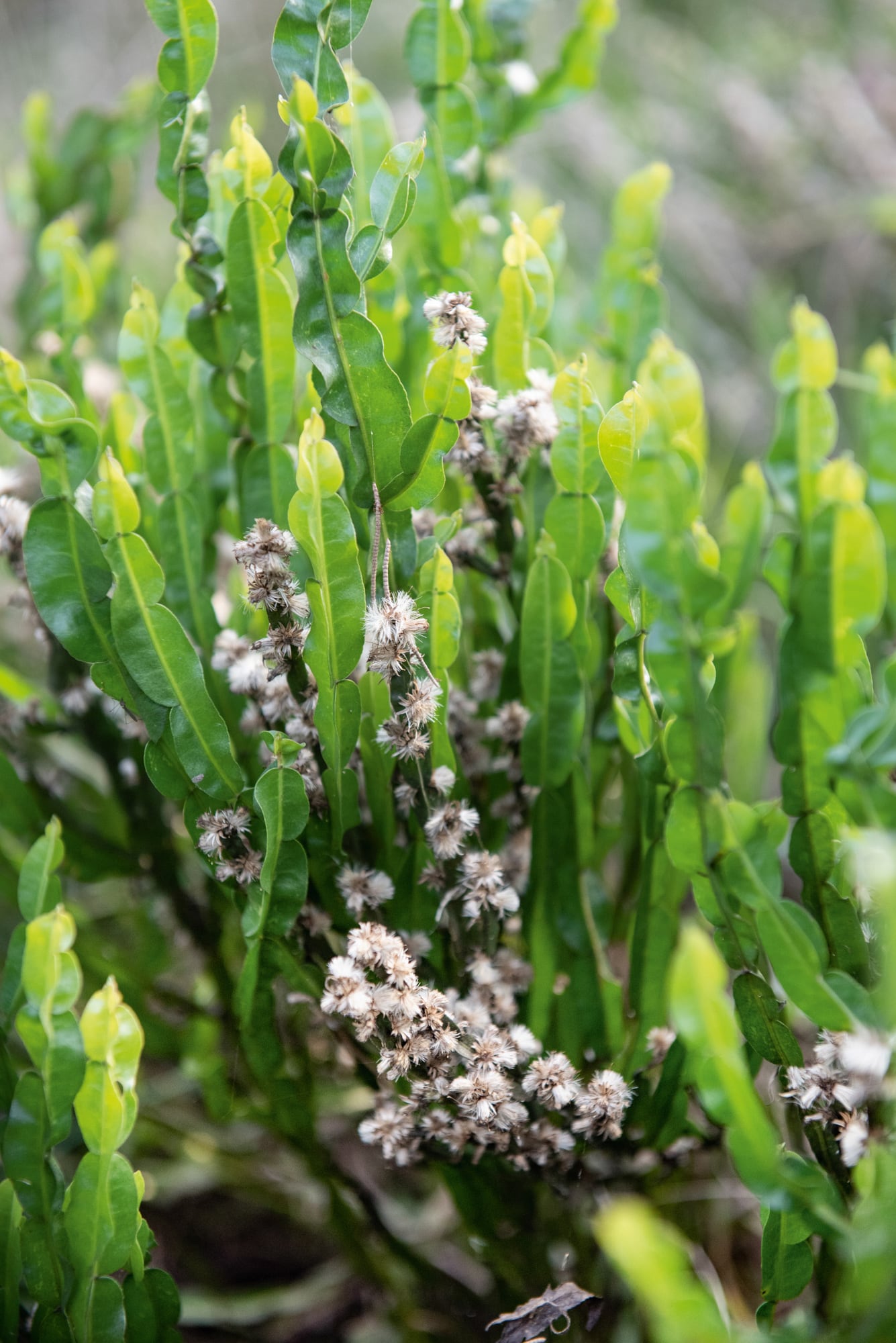 Amarga y potente, la carqueja es parte de la tradición herbolaria sudamericana y se asocia al cuidado del hígado