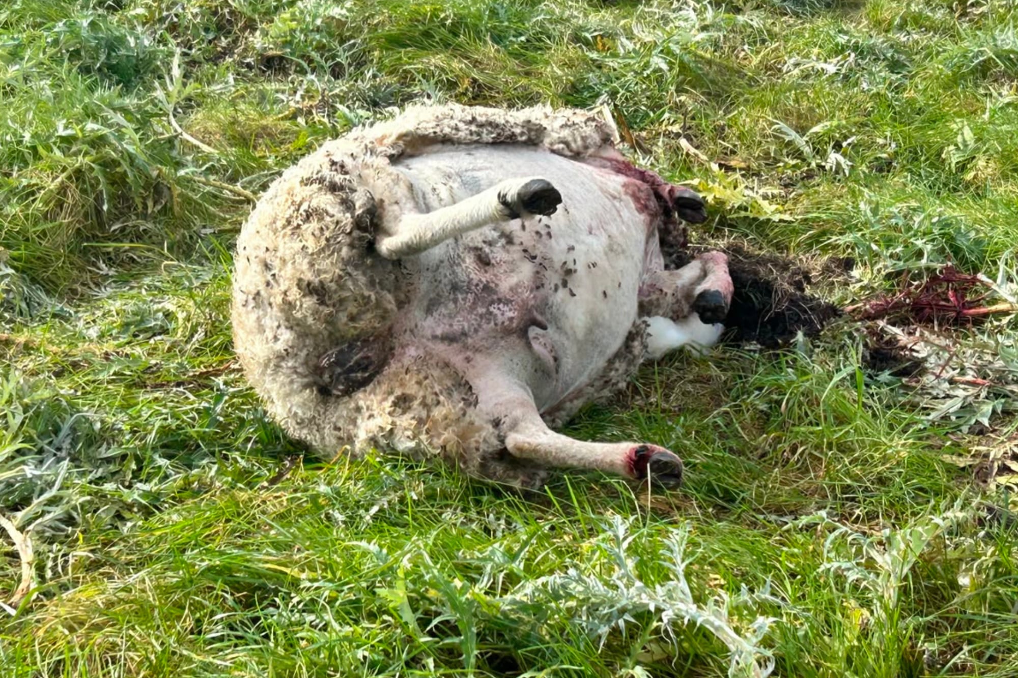 Los disparos fueron escuchados durante la noche por el encargado del establecimiento