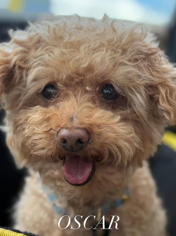 Oscar puede disfrutar de su familia en la actualidad  (Captura: @oscarthepoodle2025)
