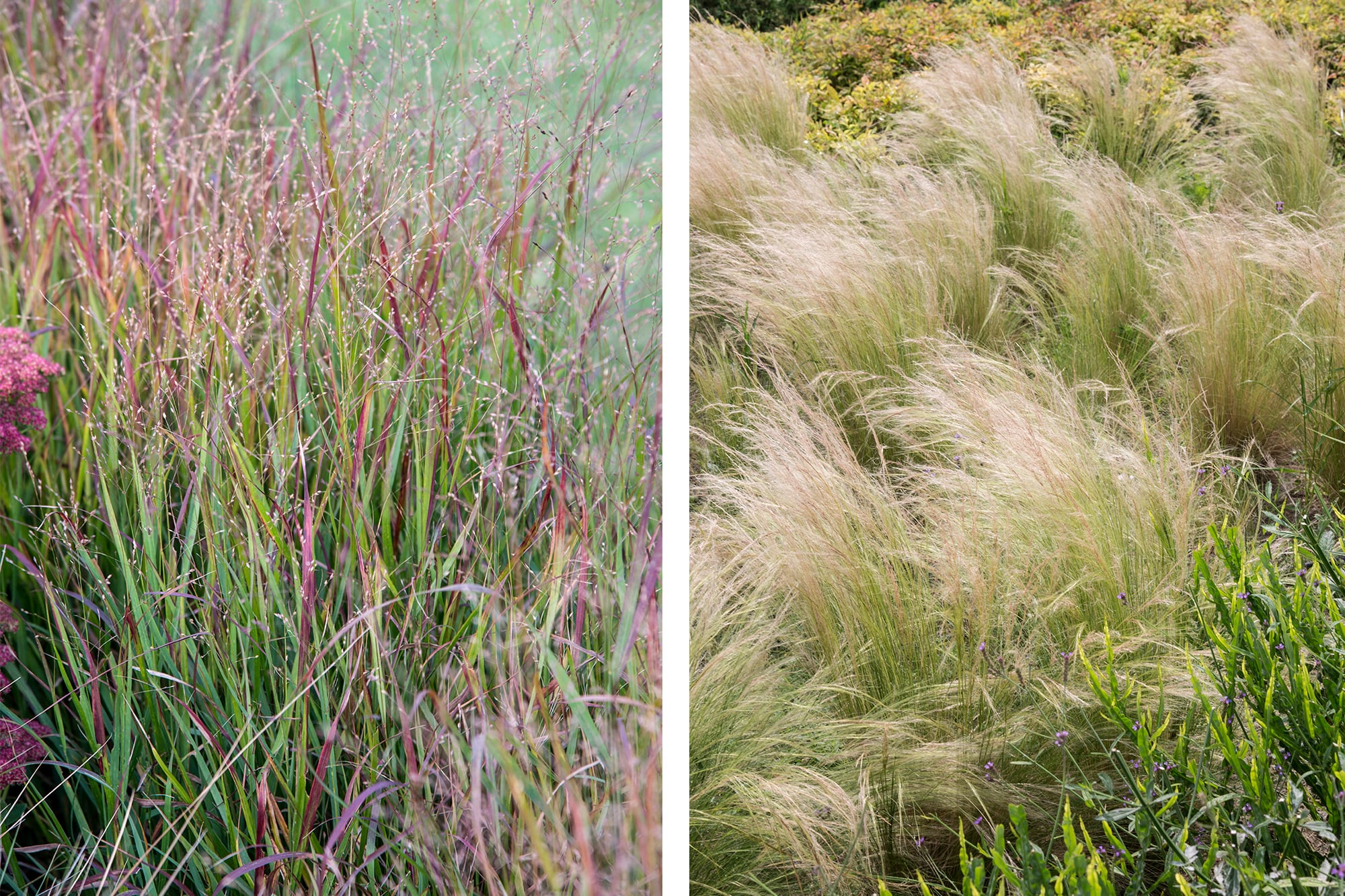 Panicum virgatum y Nassella tenuissima