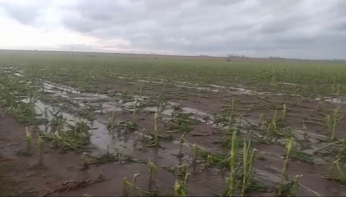 “No quedó nada”: en minutos el granizo barrió campos enteros de Santa Fe y Córdoba