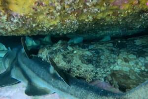 Una buceadora encuentra una "reunión" de tiburones en una cueva de Nueva Gales del Sur, Australia