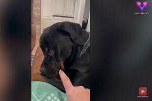 Este perro juzgó con la mirada a su dueña cuando le dijo que no podía quedarse en el sofá y el vídeo se ha hecho viral