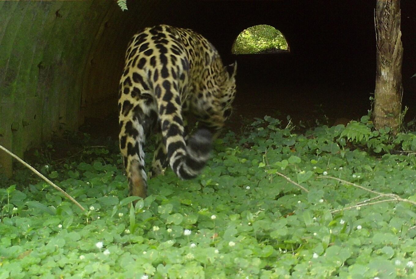 Un yaguareté en una alcantarilla que funciona como paso de fauna en el PN Iguazú