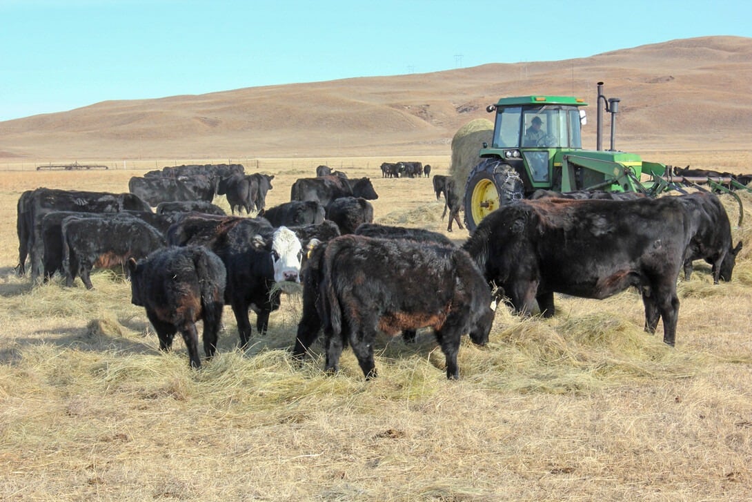 Uno de los principales diferenciales de la ganadería estadounidense es su sistema de clasificación de carne, originado alrededor de 1919 con el objetivo comercial de establecer criterios comunes y evitar abusos de compraventa