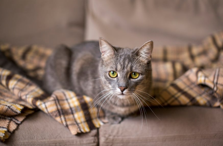 Carlos Gutiérrez, veterinario: “Los gatos grises son menos impulsivos, más tranquilos” 7 El especialista detalló los rasgos de personalidad que suelen repetirse en estos felinos (Foto: Freepik)