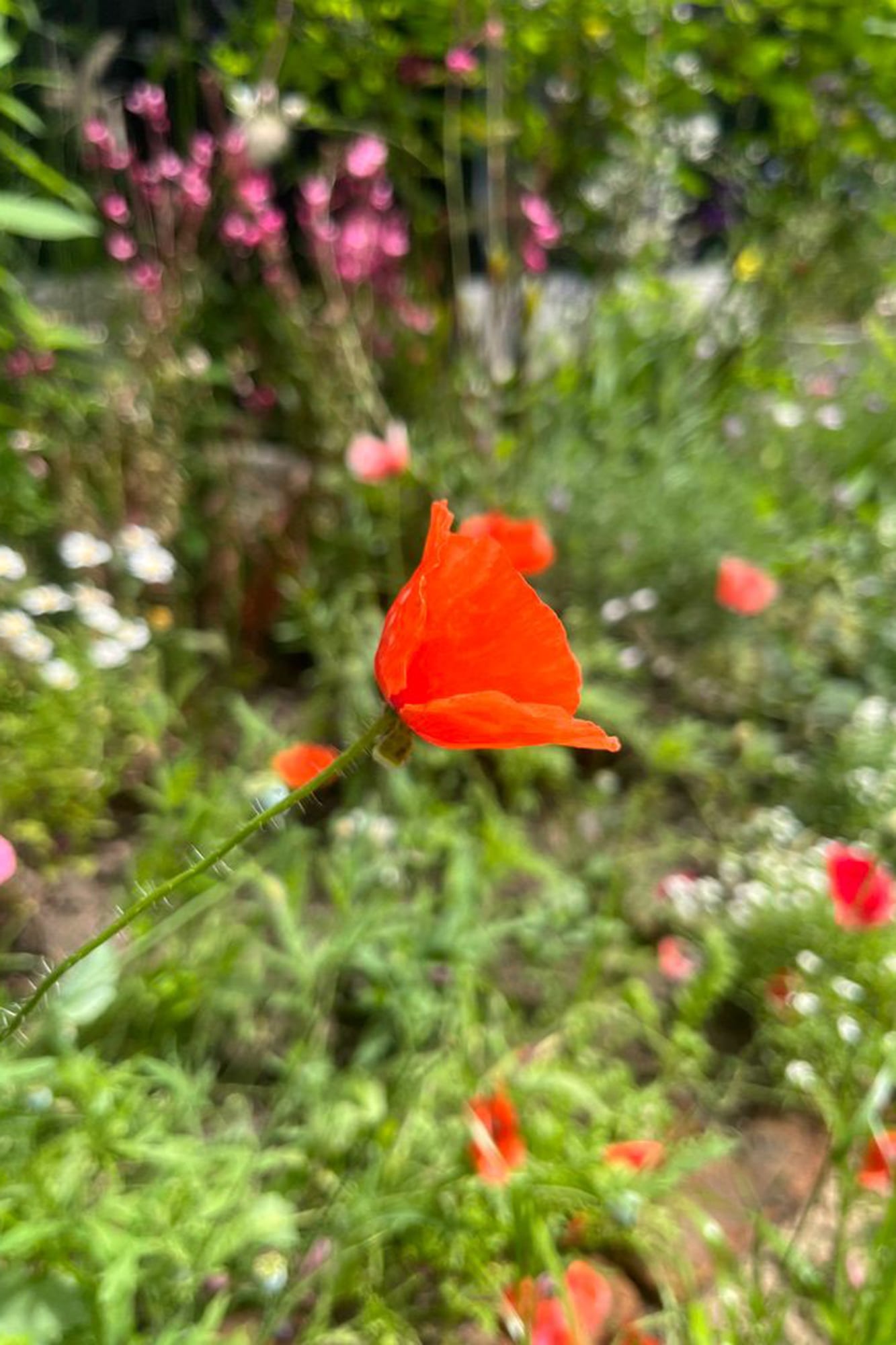 La jardinería es el arte de la paciencia, la sorpresa y a veces de la frustración