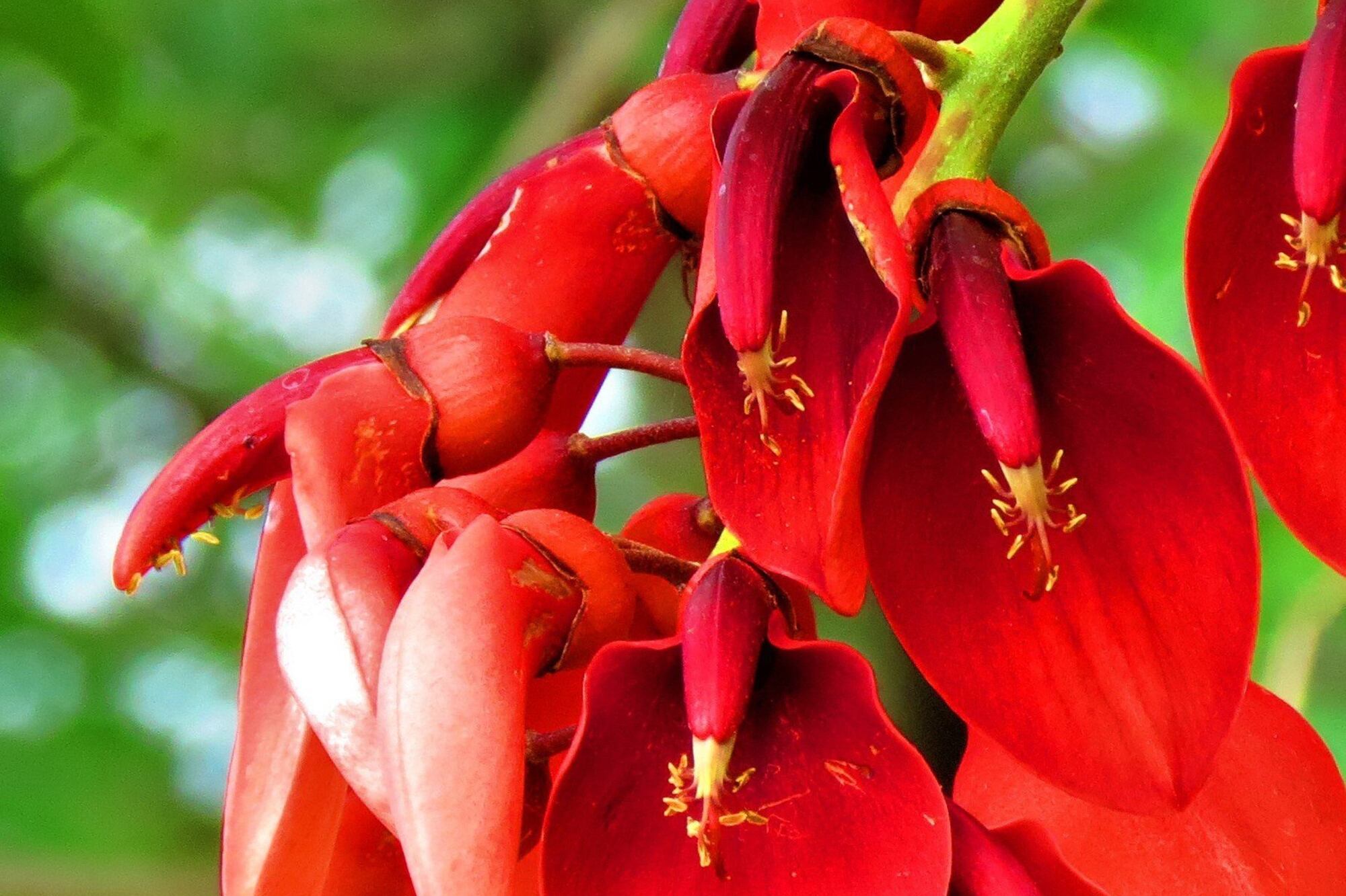 El ceibo es la flor nacional argentina