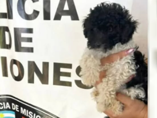 Rehén insólito: un delincuente amenazó con matar a un caniche robado para no ser detenido