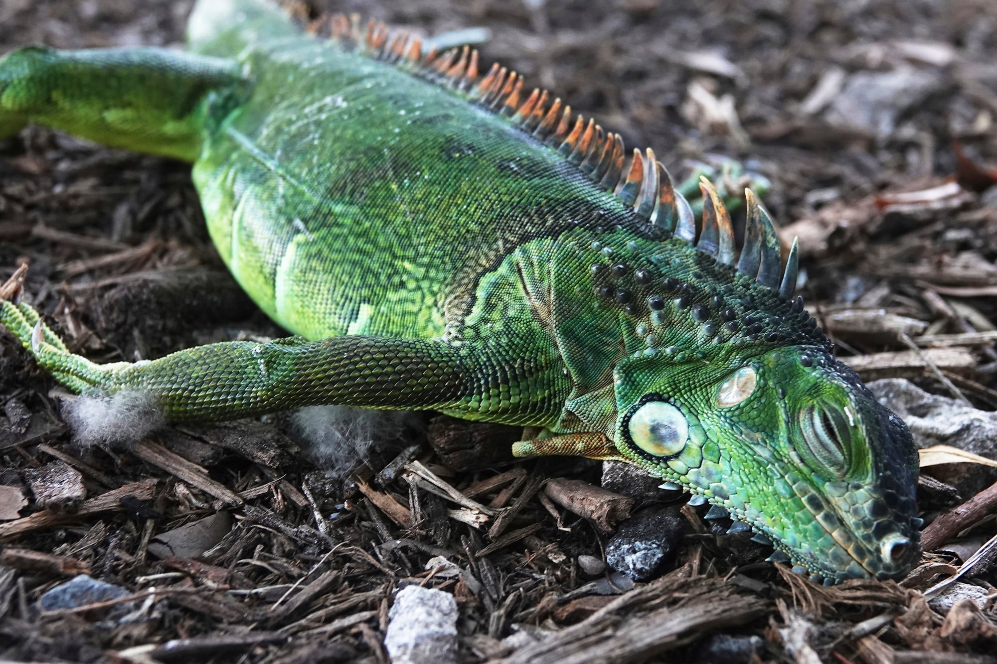 La ola de frío en Florida provocó que muchas iguanas cayeran de los árboles paralizadas